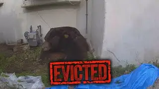 Bear That Settled Under California Home For A Month Finally Leaves