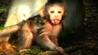 Beautiful little baby monkey and So cute
