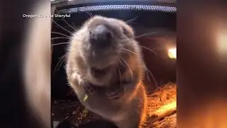 Beaver celebrates ninth birthday at Oregon Zoo