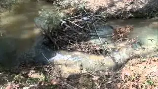 Beaver dams blamed for flooding in Byram