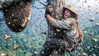 Bee Attack in the Wild Honey Hunter Swarmed High on a Giant Tree