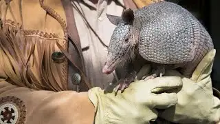 Bee Cave Bob predicts an early spring