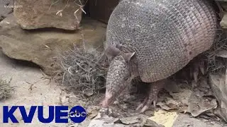 Bee Cave Bob predicts early spring despite Armadillo Day