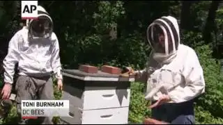 Bee Concern Over Hive Havoc