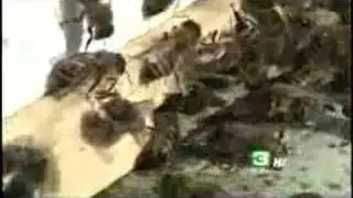 Bee Shortage Affects Valley Farmers