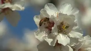 Bee thieves thrive as bee colonies collapse