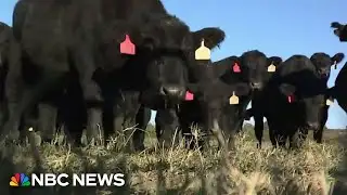 Beef prices soar to record highs