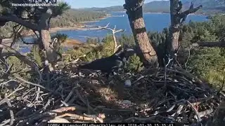 Beloved Big Bear bald eagles Jackie and Shadow lose both eggs after ravens invade nest