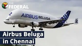 Beluga charms Chennai | The Federal