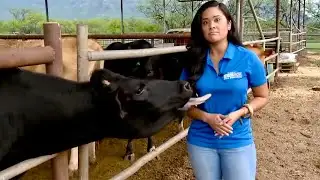 Best Animal Videos Ever (Part 1)