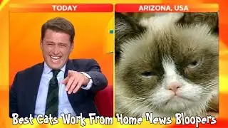 Best Cats Work From Home News Bloopers