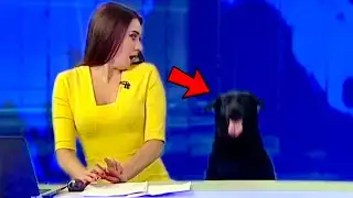 Best Dogs News Bloopers