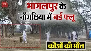 सावधान!Bhagalpur के Naugachhia  में Bird Flu, कौओं की मौत, जिला पशुपालन अधिकारी ने की पुष्टि| Crow