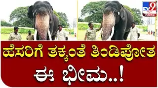 Bhima: ಅರಮನೆಯ ಪಟ್ಟದಾನೆ ಭೀಮನ ಸ್ಪೆಷಾಲಿಟಿ ಏನೇನ್ ಗೊತ್ತಾ..? | Tv9 Kannada