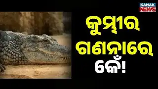 Bhitarkanika Crocodile Census Begins Jan 8 | Experts Raise Questions Over Accuracy