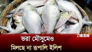 ভরা মৌসুমেও মিলছে না রূপালি ইলিশ, বাড়তি দামে নাকাল ক্রেতা | Bhola | Hilsa | Desh TV