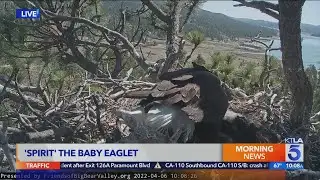 Big Bear baby eaglet gets a name
