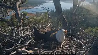 Big Bear Bald Eagle 01.02.2026 08:47
