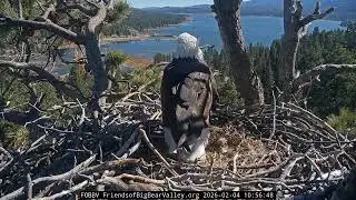 Big Bear Bald Eagle 04.02.2026 10:49