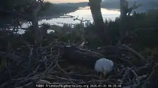Big Bear Bald Eagle 31.01.2026 06:27