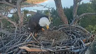 Big Bear Bald Eagle 31.01.2026 16:46