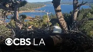 Big Bear bald eagles lose recently laid eggs