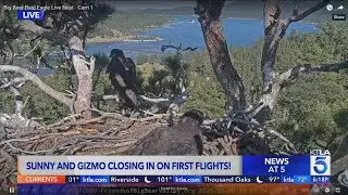 Big Bear eaglet Sunny tries first flight on live cam