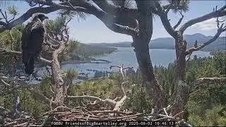 Big Bear eaglet takes first flight