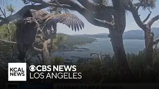 Big Bear eaglet takes flight from nest in California after long wait