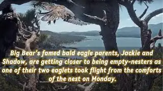 Big Bear eaglet takes flight from nest in California