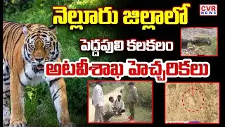 నెల్లూరు జిల్లాలో పెద్దపులి సంచారం | Big Tiger Hulchul In Nellore District | CVR NEWS