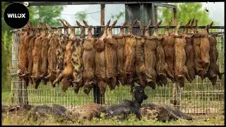 🔴Biggest Trap Set - Largest Wild Boar Herd Captured - Farm Is Safe | Wild Boar Hunt