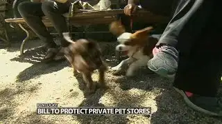 Bill has lawmakers torn on potential impact on puppy mills in Kentucky