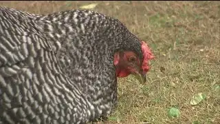 Bird Flu cases spike earlier than expected