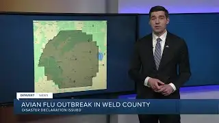 Bird flu outbreak in Weld County chicken facility prompts disaster declaration