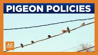 Bird lovers slam proposed Arizona bill that would ban feeding pigeons