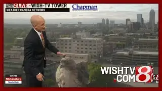 Bird photobombs Daybreak tower cam