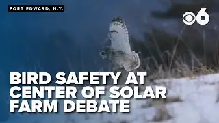 Bird safety at center of solar farm debate