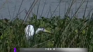 Bird Watching Basics