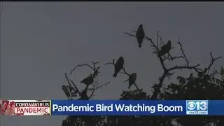 Bird Watching Becoming More Popular During Pandemic