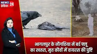 भागलपुर के नौगछिया में बर्ड फ्लू का खतरा, मृत कौवों में वायरस की पुष्टि | #birdflu | Bhagalpur News
