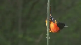 Birding is becoming a popular pastime