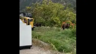 Black bear, cubs on campus prompt UM alert