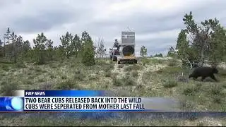 Black Bear Cubs Released