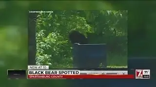 Black Bear Spotted