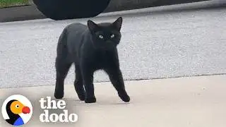 Black Cat Decides Not To Be A Stray One Day.. | The Dodo