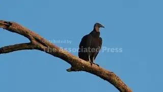 Black vultures, a livestock scourge, spreading north as climate warms