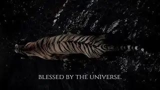 ╭ BLESSED BY THE UNIVERSE ✦ expect a miracle in less than an hour ╮