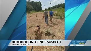 Bloodhound tracks down suspect after chase from Union into Anson County