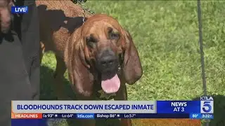 Bloodhounds help track down escaped inmate in Chino